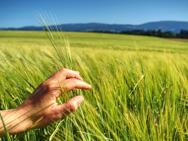 Çiftçi hasat tahmini için tarladaki bitkileri kontrol eder. Arpa tarlası — Stok fotoğraf