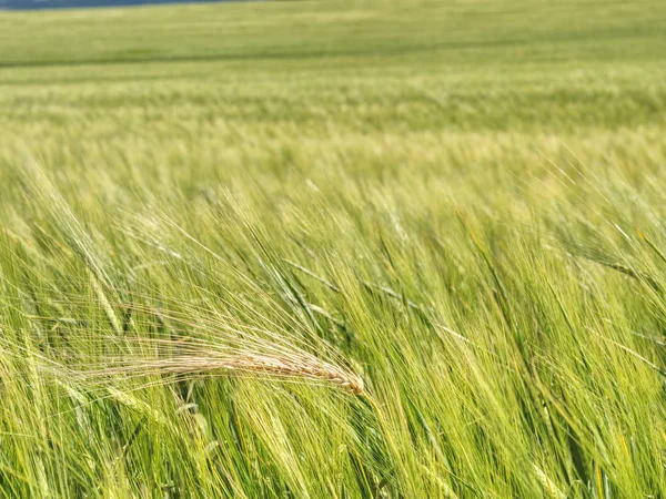 Detalj av råg eller korn majs i fält. Jordbruk och natur — Stockfoto