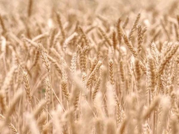 Focus selettivo sull'erba nel campo di grano, grano dorato — Foto Stock