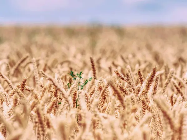 Focus selettivo su grano, campo di grano, grano dorato — Foto Stock