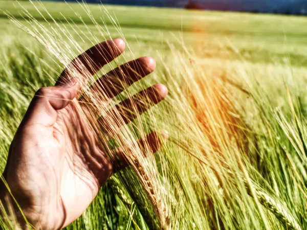 Cresciuto sul campo. Concetto di agricoltura e natura — Foto Stock