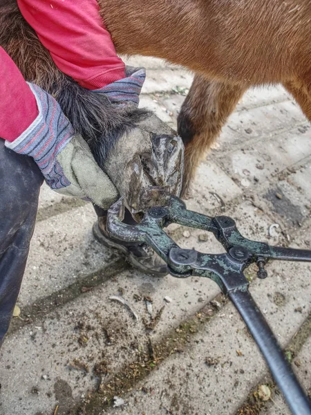 Asystent trzymać nogi konia do czyszczenia kopyt. — Zdjęcie stockowe