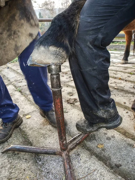 Fazendeiro limpeza não calçado cavalos casco . — Fotografia de Stock