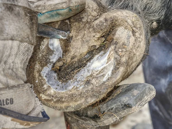 Pulizia cavallo zoccolo scalzo senza ferri di cavallo . — Foto Stock