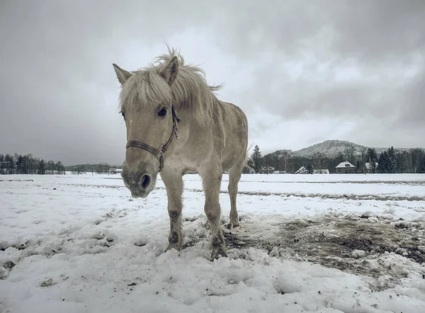 冬の国のイザベラ色の馬. — ストック写真