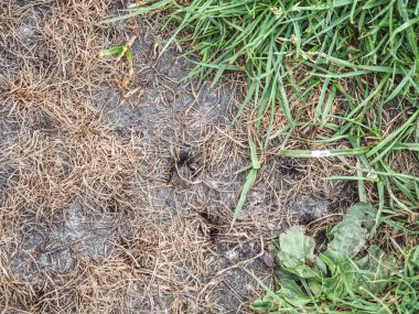 Kurumuş çamur çölünde bitki, zavallı bitki. Çimenler...