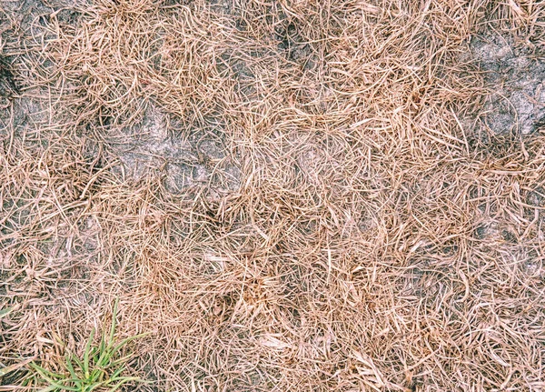 Grass lawn in bad condition with lots of weeds — Stock Photo, Image