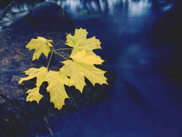 Yellow green maple leaf caught on stone in rapids of stream — Stock Photo, Image