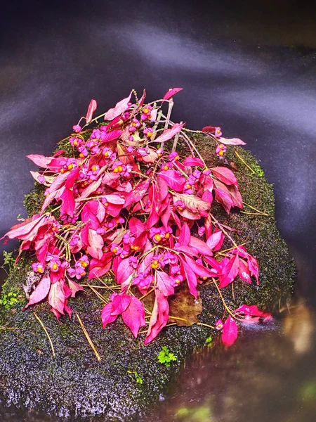 Красочная осень в природном парке - яркие листья на камне — стоковое фото