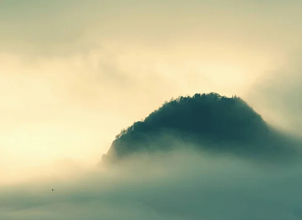 Bosque de montaña oscuro paisaje. Misty bosque fantástico —  Fotos de Stock