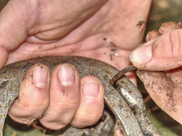 Ferro di cavallo a mano. Ferri di cavallo spazzolati wornout argento — Foto Stock