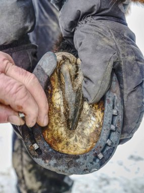 Nalbant kullanım çivi ve çekiç dövme horsesshoe