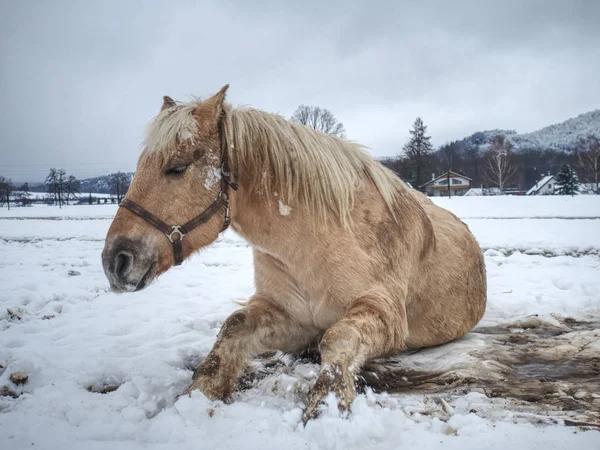 新鮮な雪の中で転がりながら白い馬 — ストック写真