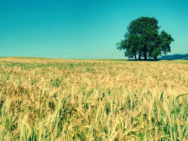 Arpa veya buğday tarlasının ortasında yalnız kireç ağacı. Mavi gökyüzü — Stok fotoğraf