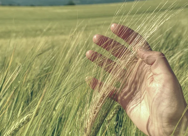 大麦在人的手的绿色尖头,收获,栽培 — 图库照片