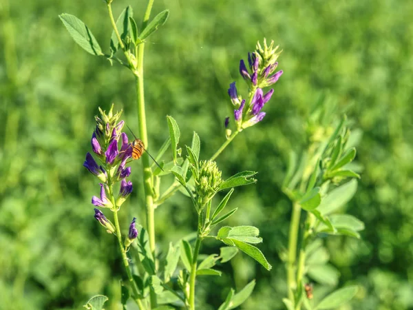 Campo di erba medica giovane. I fiori sono utilizzati per il pascolo fieno — Foto Stock