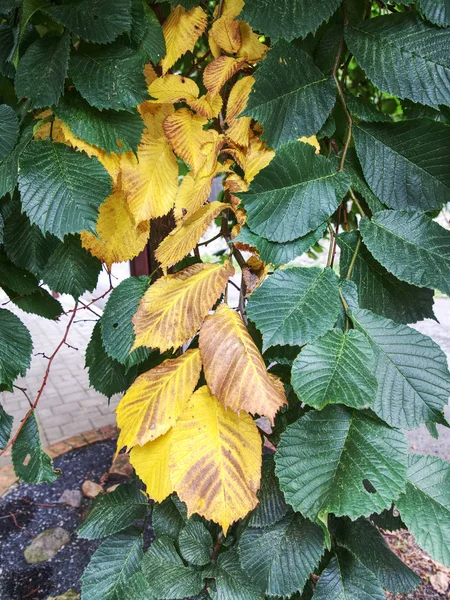 Daun cokelat kuning dan hijau di bawah sinar matahari — Stok Foto