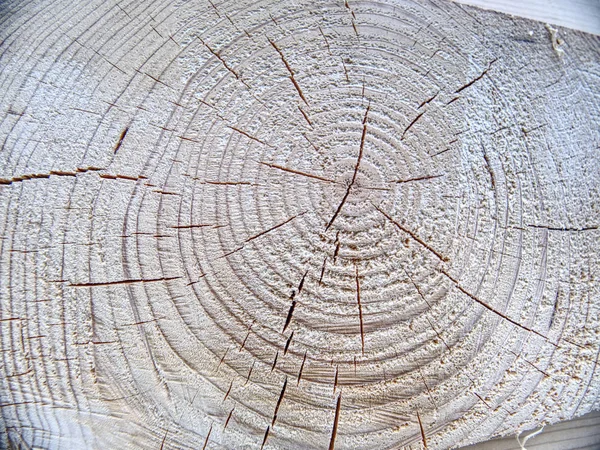 Угол блокгауза из бревна. Деревянные кольца . — стоковое фото