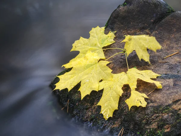 Hojas caídas y piedras en el agua del río. Colores otoñales . — Foto de Stock