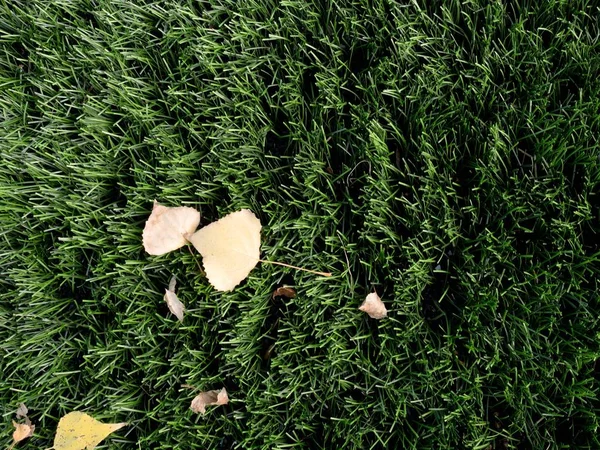 Зеленая искусственная трава с белыми линиями вокруг футбольной площадки — стоковое фото