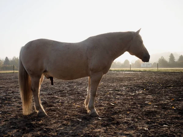 馬の農場で山の牧草地に白い馬 — ストック写真