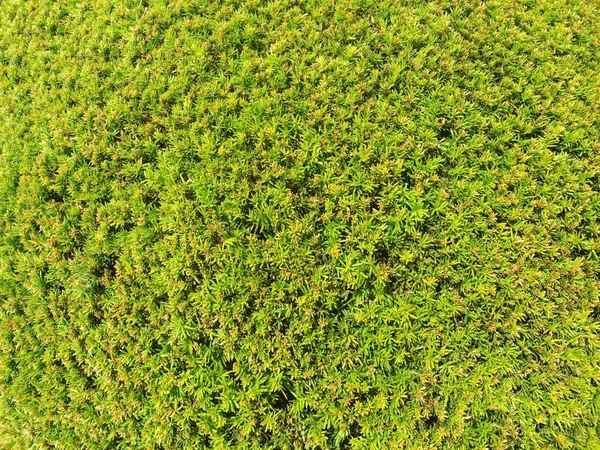 Жива огорожа вічнозеленої рослини з функцією поділу власності — стокове фото