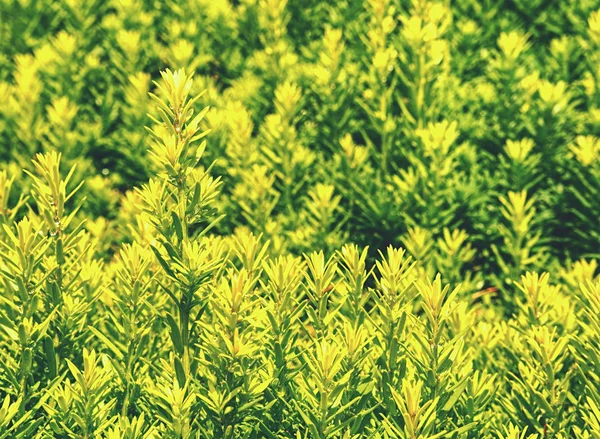 Boxwood em um fundo verde desfocado. Natureza e botânica — Fotografia de Stock