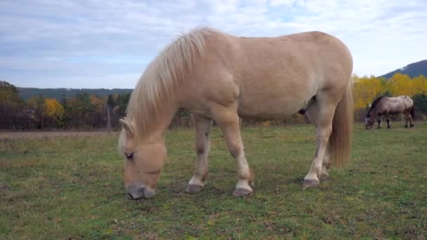山庄黄绿色秋天牧场上的小马吃草 — 图库视频影像