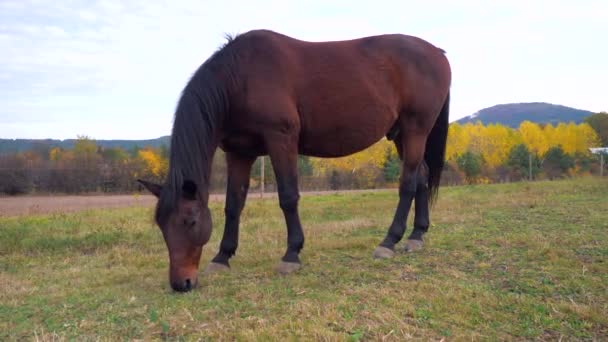 详细的马 在草地上放牧的成年棕色母马的概况图 — 图库视频影像