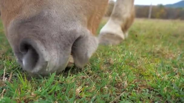 Cavalo Branco Está Pastar Lentamente Prado Com Grama Quase Pastada — Vídeo de Stock