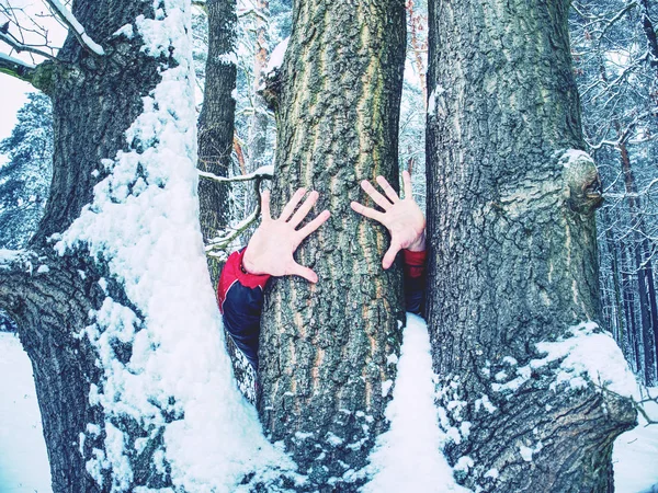Le mani con le dita lunghe congelate toccano la corteccia dell'albero. Mani maschili — Foto Stock