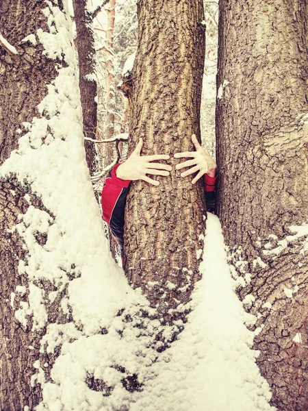 El hombre sostiene el tronco del árbol con la corteza congelada cubierta con nieve pegajosa — Foto de Stock