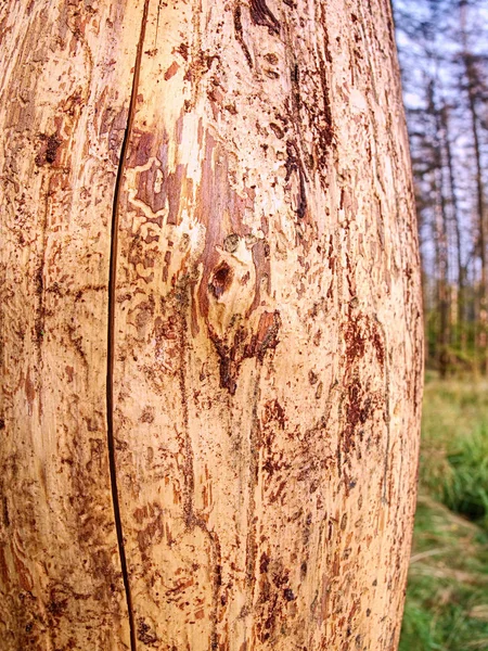 Paysage avec forêt morte détruite par le ver de bois — Photo