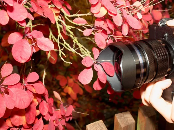푸른 잎의 배경 사진을 찍는 디지털카메라 — 스톡 사진