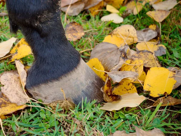 Sabot de cheval sans fer à cheval rester dans les feuilles de peuplier d'automne — Photo