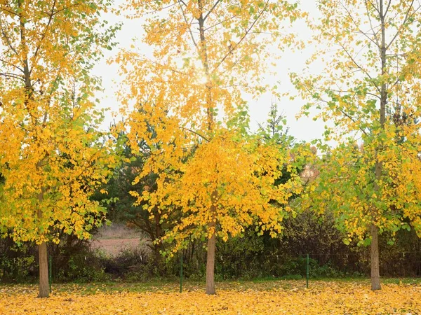 Ferme de peupliers à la campagne pendant l'autum du matin brumeux — Photo