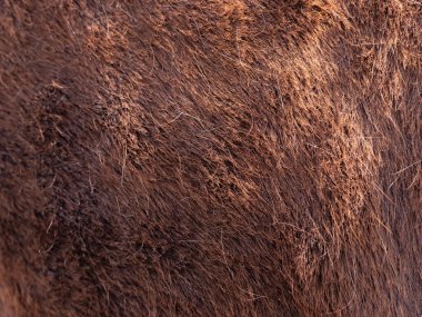 Yetişkin ve bakımlı bir atın omuzlarında ve kaburgalarında kahverengi bir ceket..