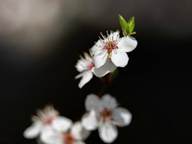 Bahar zamanı çiçek açan Mirabelle erik ağacı. Erik ağacının ince dalı, Prunus domestica, vahşi doğada yetişir..
