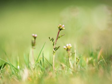 Kardamin pratensis tomurcukları, guguk kuşu çiçeği, bayan önlüğü, mayflower ya da sütçü kızlar olarak bilinir. Tipik çiçeklerle dolu bahar çayırı