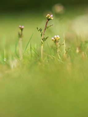 Bulanık arka planda kardamin pratensis guguk çiçeği tomurcukları. Bayan önlüğü, mayflower veya sütçü kız olarak bilinen bitki, botanik familyası Brassicaceae 'de Avrupa ve Batı Asya' da yetişen bir çiçekçidir.
