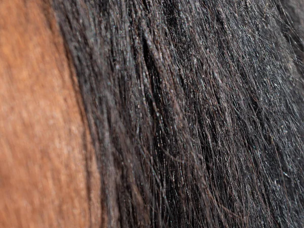黒のボタンで茶色の馬の背中 納屋の馬の尾 乗馬のテーマ — ストック写真