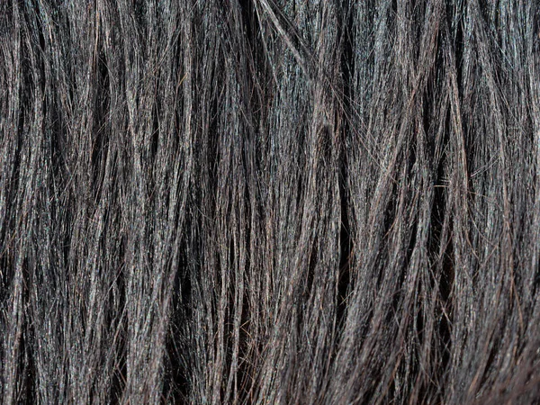 Zwarte Paardenkont Paardenstaart Een Schuur Thema Paardrijden — Stockfoto
