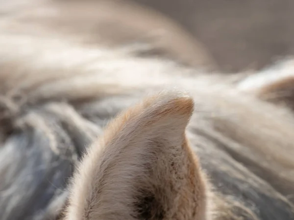 人間のいくつかの繊維と馬の耳のシャープ巻き端 風に吹かれた耳たぶの毛深い輪郭 — ストック写真