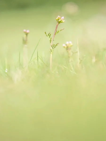 Skonsamma Knoppar Vanliga Blomkålsväxter Växer Upp Blöta Gräsmarker Och Nära — Stockfoto