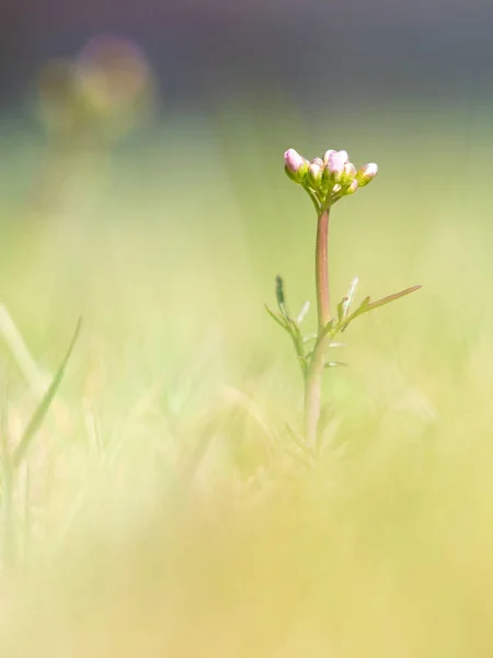 Des Bourgeons Doux Plante Fleurs Coucou Commune Poussent Sur Les — Photo