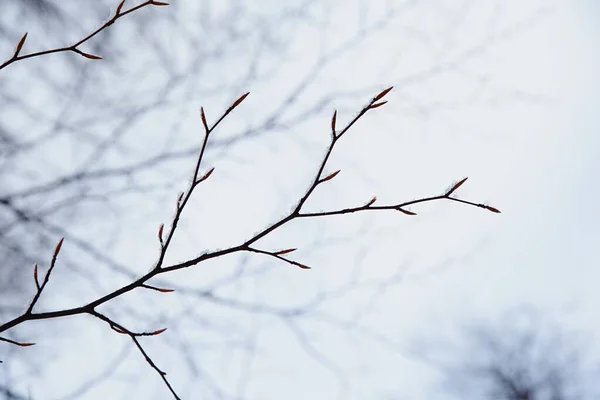 Téli Bükkfa Vékony Ágai Sear Levelekkel Hódarabokkal — Stock Fotó
