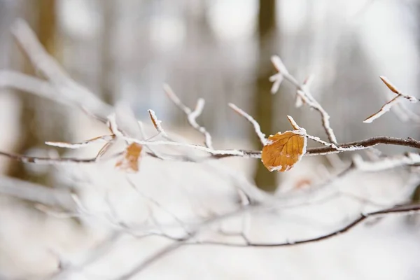 第一场雪覆盖了山毛榉树的落叶 背景中山毛榉森林 — 图库照片