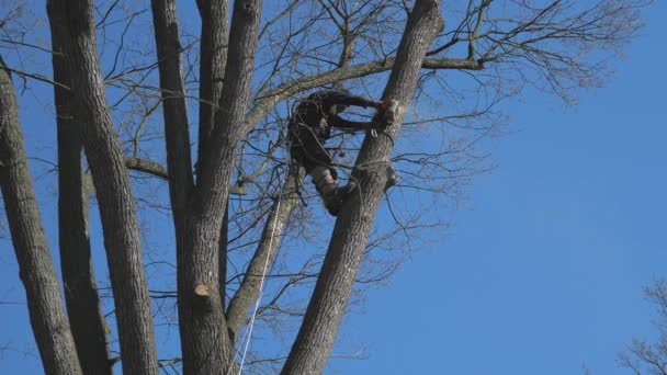 Travailleur Forestier Bûcheron Travaille Avec Tronçonneuse Dans Couronne Arbre Personnel — Video