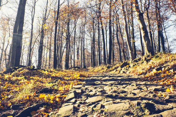 玄武岩の石から火山の丘の上 秋の森の周りに建てられた細い道 — ストック写真
