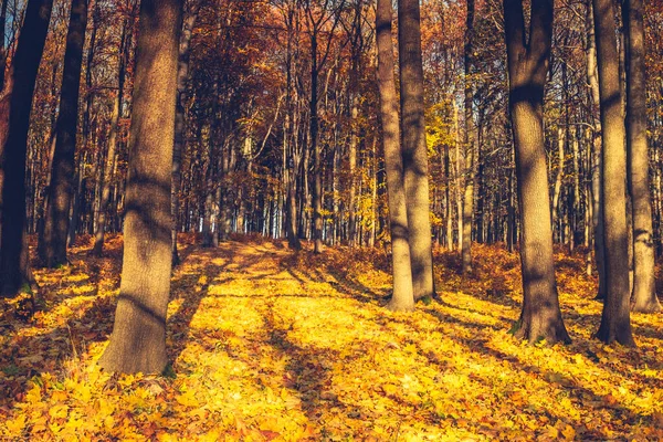 Florestas Outono Belas Folhas Amarelas Marrons Queda Luz Solar Terra — Fotografia de Stock